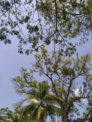 trees and sky