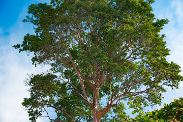 Tall Pau-Mulato tree with lush green foliage against sky.