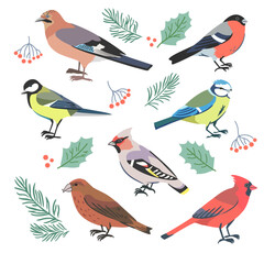 Vector set of city birds. Illustration of winter birds, bullfinch, tit, jay and red cardinal on white background.