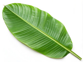 Obraz premium green leaf isolated on white. leaf, plant, nature, isolated, tree, macro, white, foliage, leaves, flora, close-up, life, green, closeup, color, botany, single, fresh, vein, texture, object, summer, tr