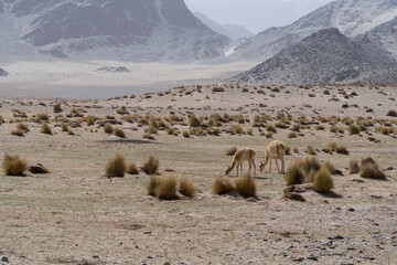 Vicuña en la puna de Catamarca.