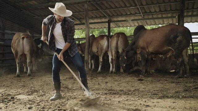 A handsome young male cattle farm worker wearing a hat and boots is cleaning and collecting dry cow dung for the health and hygiene of the cows in the rural livestock farm. 