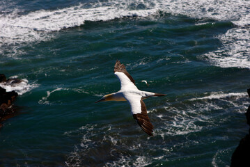 Gannet in flight