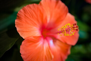 Close-up of vibrant orange hibiscus flower with detailed stamen.