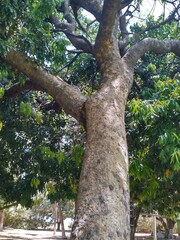 tree in the park
