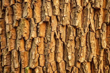 Obraz premium Brown bark texture suitable for background Extreme Close-Up