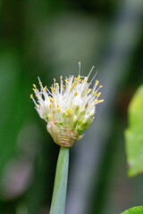 Flor da Cebolinha (Allium fistulosum)