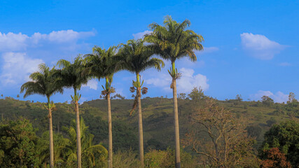 Tall Imperial Palm trees (Roystonea oleracea) standing majestically in a tropical outdoor setting, with a clear blue sky and lush green foliage in the background.