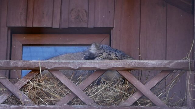 Beautiful pallas's cat resting in its nest, perched on a wooden structure. Its captivating gaze follows something unseen, showcasing its wild instincts even in a seemingly relaxed moment
