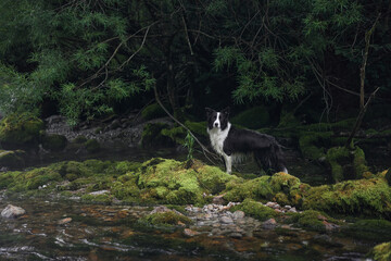 A Border Collie sits on a mossy rock by the forest riverbank, surrounded by dense trees. The dog's...