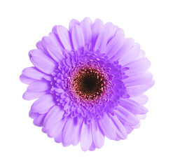 Beautiful violet gerbera flower on white background