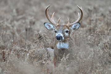 Deer in a Field