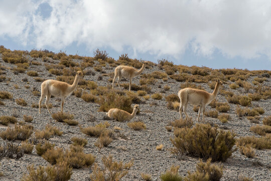 Manada de vicu&ntilde;as en la puna de Catamarca.