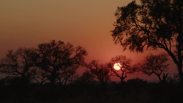 Savanna Sunrise and Acacia Tree in Tanzania Africa. 4K Footage