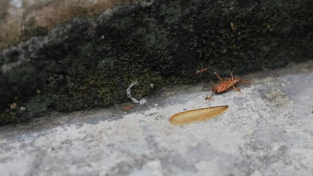 dead wingless termites carried by a group of ants