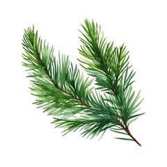Detailed Watercolor Fir Branch with Deep Green Needles on White Background