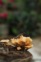 Photo of a longhorned beetle on a mushroom.