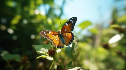 A Monarch Butterfly Perched on a Green Leaf