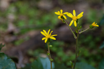 庭に咲いたツワブキの花02