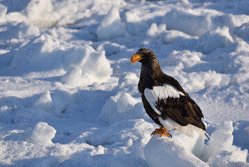 Fototapeta premium Bird watching with floating ices in winter