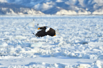 Bird watching with floating ices in winter