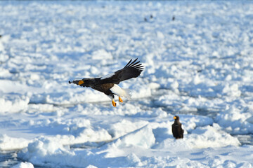 Bird watching with floating ices in winter