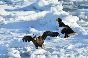 Bird watching with floating ices in winter