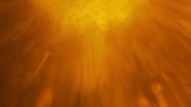 Light shining behind the pineapple slice. Abstract fruit background. Slow motion. 