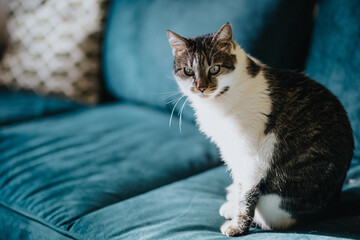 tabby cat on the couch
