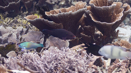 fish with white coral 11