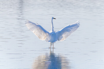 Egrets fish on the Beidaihe beach in Qinhuangdao city, Hebei province, China.