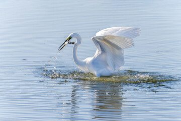 Egrets fish on the Beidaihe beach in Qinhuangdao city, Hebei province, China.