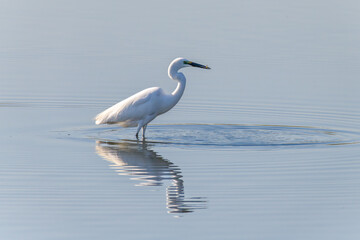 Egrets fish on the Beidaihe beach in Qinhuangdao city, Hebei province, China.