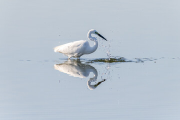 Egrets fish on the Beidaihe beach in Qinhuangdao city, Hebei province, China.