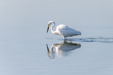 Egrets fish on the Beidaihe beach in Qinhuangdao city, Hebei province, China.