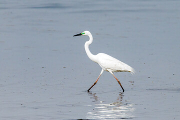 Egrets fish on the Beidaihe beach in Qinhuangdao city, Hebei province, China.