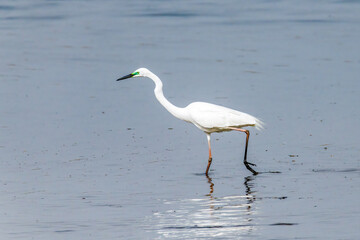 Egrets fish on the Beidaihe beach in Qinhuangdao city, Hebei province, China.