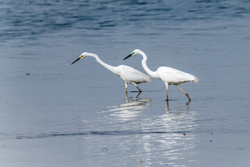 Egrets fish on the Beidaihe beach in Qinhuangdao city, Hebei province, China.