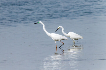 Egrets fish on the Beidaihe beach in Qinhuangdao city, Hebei province, China.