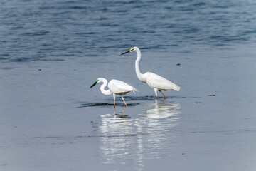 Egrets fish on the Beidaihe beach in Qinhuangdao city, Hebei province, China.