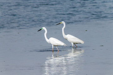 Egrets fish on the Beidaihe beach in Qinhuangdao city, Hebei province, China.