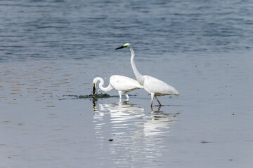 Egrets fish on the Beidaihe beach in Qinhuangdao city, Hebei province, China.