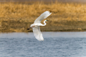 Egrets fish on the Beidaihe beach in Qinhuangdao city, Hebei province, China.