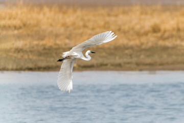 Egrets fish on the Beidaihe beach in Qinhuangdao city, Hebei province, China.