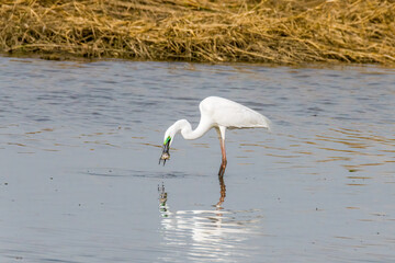 Egrets fish on the Beidaihe beach in Qinhuangdao city, Hebei province, China.