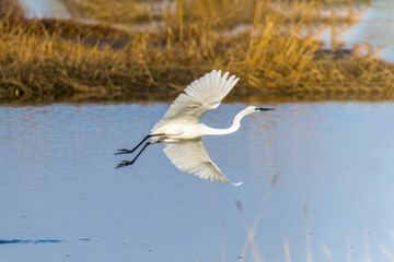 Obraz premium Egrets fish on the Beidaihe beach in Qinhuangdao city, Hebei province, China.