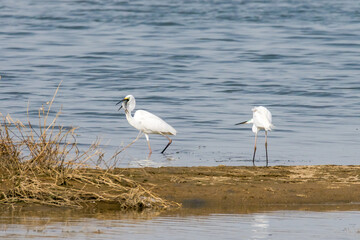 Egrets fish on the Beidaihe beach in Qinhuangdao city, Hebei province, China.