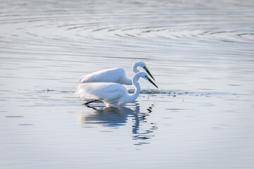 Egrets fish on the Beidaihe beach in Qinhuangdao city, Hebei province, China.
