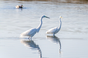 Obraz premium Egrets fish on the Beidaihe beach in Qinhuangdao city, Hebei province, China.
