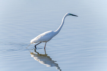 Egrets fish on the Beidaihe beach in Qinhuangdao city, Hebei province, China.